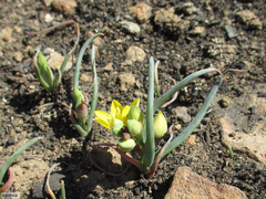 Ornithogalum rupestre