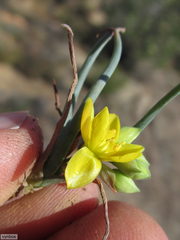 Ornithogalum rupestre