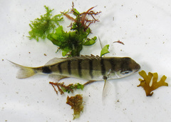 Diplodus