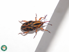 Metamasius hemipterus