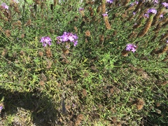 Glandularia lilacina