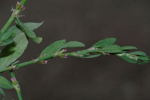 Prostrate Knotweed