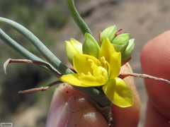 Ornithogalum rupestre