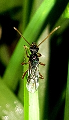 Poneracantha triangularis