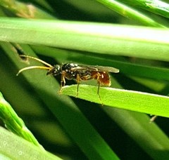 Poneracantha triangularis