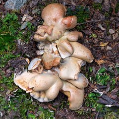 Albatrellaceae