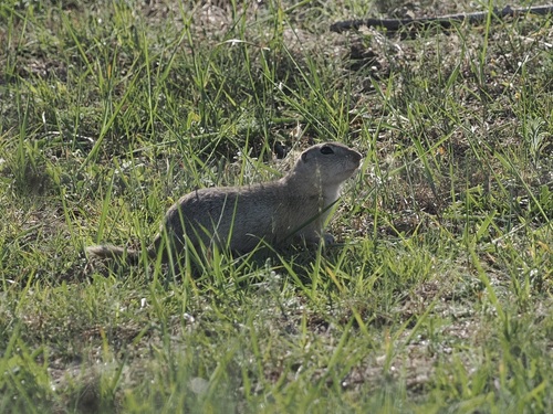 Daurian Ground Squirrel