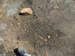 Ornithogalum rupestre