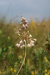 Allium paniculatum paniculatum