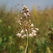 Allium marginatum - Photo (c) Václav Dvořák, some rights reserved (CC BY-NC), uploaded by Václav Dvořák