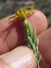 Oedera sedifolia