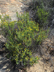Oedera sedifolia