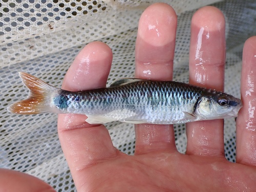 Alabama shiner (Cyprinella callistia) — Cyprinidae — 2