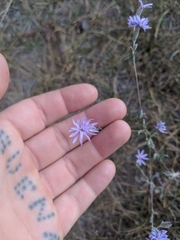 Lessingia leptoclada