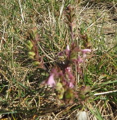 Odontites vernus