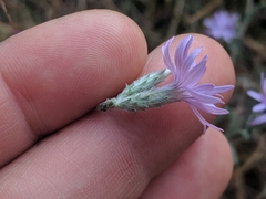 Lessingia leptoclada