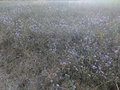 Lessingia leptoclada