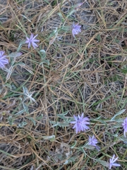 Lessingia leptoclada