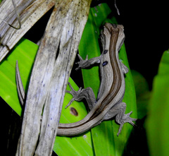 Toropuku inexpectatus