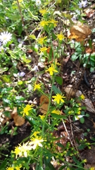 Solidago buckleyi