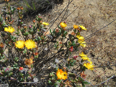 Lampranthus glaucus