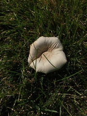 Agaricineae
