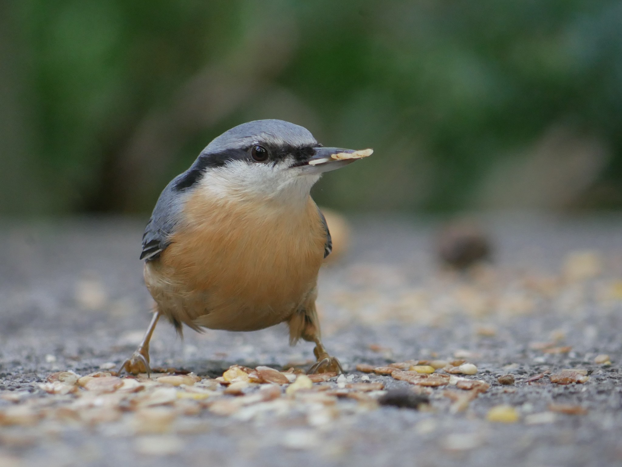 Eurasian Nuthatch (Sitta europaea)