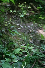 Bupleurum longifolium