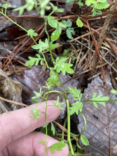 Flatrock phacelia (Phacelia maculata)