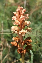 Orobanche kochii