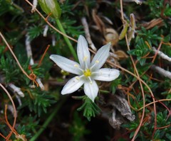 Ornithogalum collinum