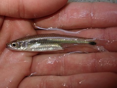Silverstripe Shiner photo 3