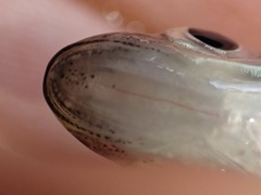 Silverstripe Shiner photo 4