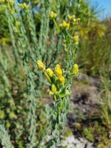 Image of Highlands Goldenaster (Chrysopsis highlandsensis) by (c) Scott Ward, some rights reserved (CC BY)