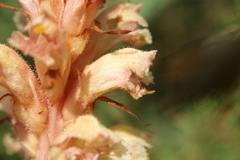 Orobanche kochii