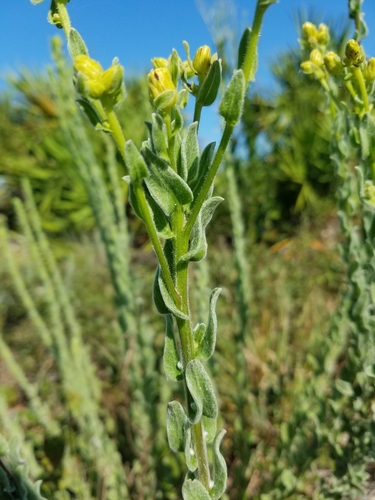 Image of Highlands Goldenaster (Chrysopsis highlandsensis) by (c) Scott Ward, some rights reserved (CC BY)
