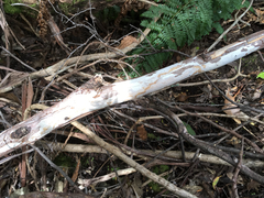 Aleurodiscus sparsus