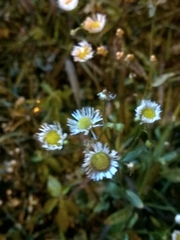 Erigeron annuus