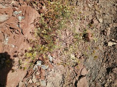 Tagetes terniflora, photograph (c) aacocucci, some rights reserved (CC BY)