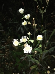 Erigeron annuus
