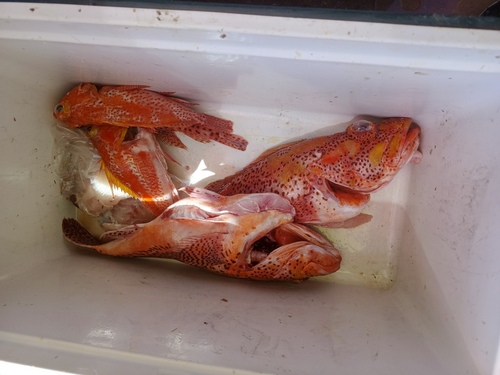 Clemens-schorpioenvis (Pontinus clemensi) — Scorpaenidae — 5
