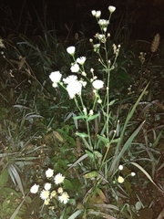 Erigeron annuus