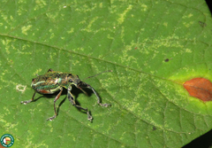 Naupactus auricinctus