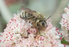 Cnemidandrena