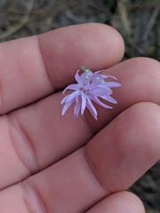 Lessingia leptoclada