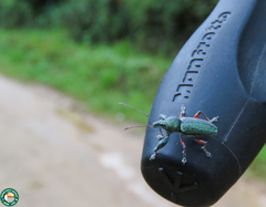 Naupactus auricinctus