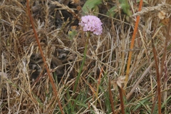 Armeria maritima californica