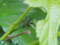 Naupactus aerosus
