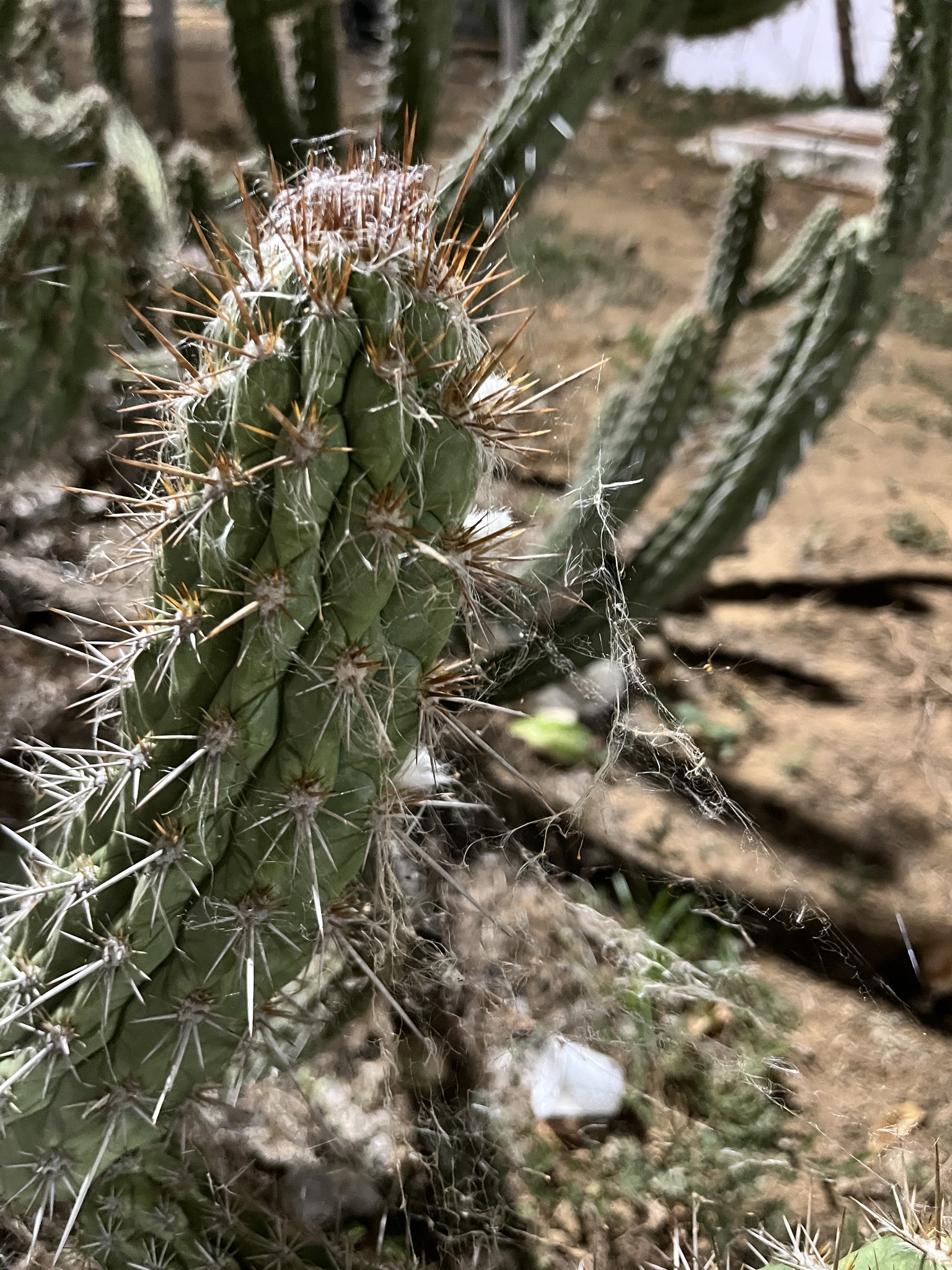 Xiquexique gounellei