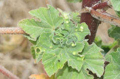Bactericera lavaterae